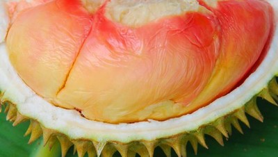 Unik! 10 Jenis Durian Ini Bentuk dan Daging Buahnya Berbeda