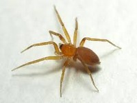 European Journal of Entomology pernah membahas laba-laba golongan Oonopidae bisa bereproduksi tanpa pejantan.