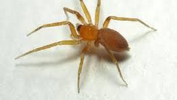 European Journal of Entomology pernah membahas laba-laba golongan Oonopidae bisa bereproduksi tanpa pejantan. Foto: Wikipedia