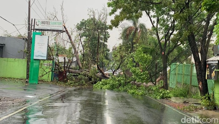 Pohon besar tumbang diruas jalan Pangeran Cakrabuana penghubung Cirebon -Majalengka