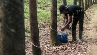 Pekerja menyadap getah karet di PTPN VIII Cibungur, Warungkiara, Kabupaten Sukabumi, Jawa Barat, Sabtu (6/7/2024).