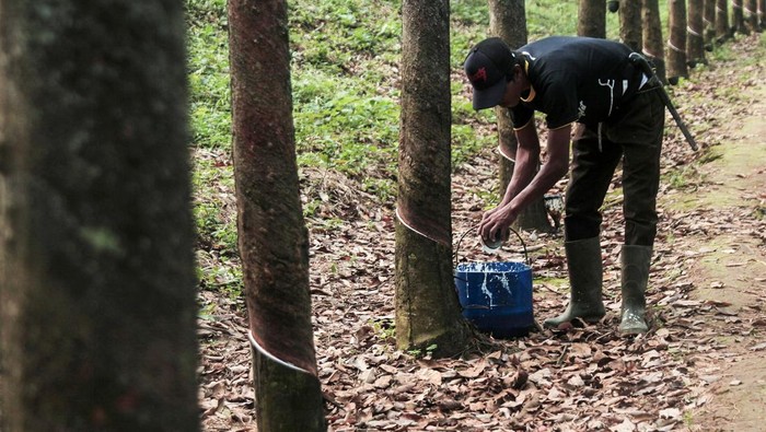 Produksi Karet Indonesia Turun Pekerja mengumpulkan hasil sadapan getah karet di PTPN VIII Cibungur, Warungkiara, Kabupaten Sukabumi, Jawa Barat, Sabtu (6/7/2024). Badan Pusat Statistik (BPS) menyatakan produksi karet nasional pada tahun 2023 sebesar 2,65 juta ton mengalami penurunan dibanding tahun 2022 sebesar 3,14 juta ton yang disebabkan tanaman yang sudah tua dan atau rusak, konversi tanaman karet, serangan penyakit gugur daun, kurangnya tenaga kerja penyadap dan tekanan Uni Eropa terkait produksi komoditas yang merusak hutan. ANTARA FOTO/Henry Purba/agr/nz