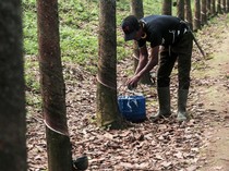 Produksi Karet Indonesia Mengalami Penurunan