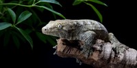 Sebagian tokek bisa parthenogenesis, salah satunya tokek raksasa kaledonia.