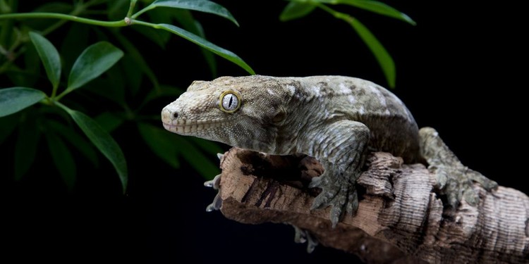 Sebagian tokek bisa parthenogenesis, salah satunya tokek raksasa kaledonia.