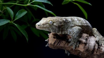 Sebagian tokek bisa parthenogenesis, salah satunya tokek raksasa kaledonia. Foto: Smithsonians National Zoo and Conservation Biology Institute