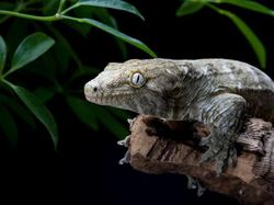 Hewan-hewan yang Bisa Punya Anak Tanpa Pejantan