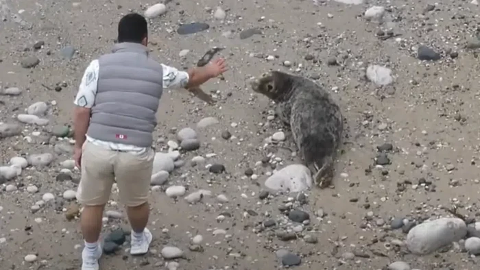 Turis nakal melempar batu ke anjing laut