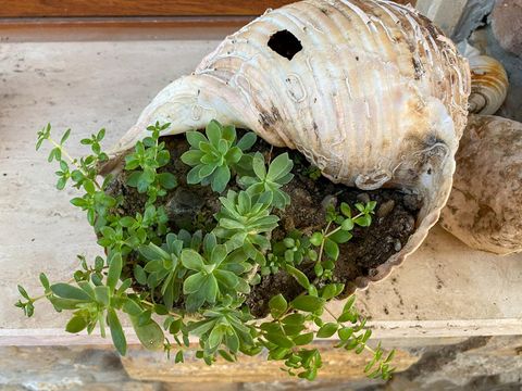 Sedum Palmeri plant in a big seashell pot. Home, garden decoration plant.