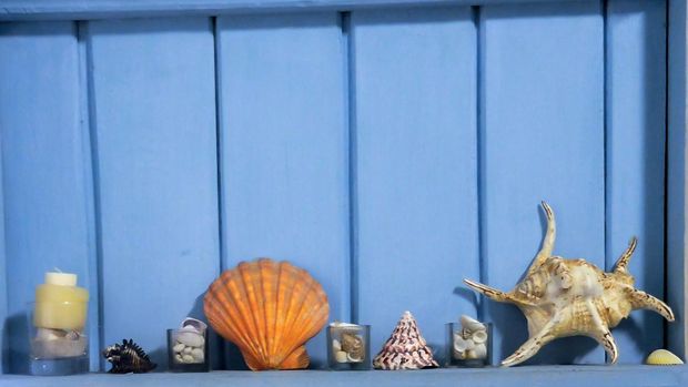 Blue Wooden Shelf with Various Type of Sea Shell Covers used as Background