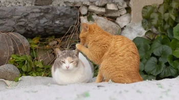 Kucing oren dan kucing calico tertangkap kamera sedang bergosip. Foto bertajuk You didnt hear this from me ini diambil oleh Kenichi Morinaga.Foto: Kenichi Morinaga/Comedy Pet Photo Awards 2024