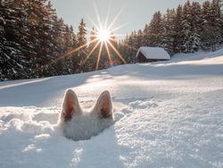 Tingkah Lucu dan Menggemaskan Pemenang Comedy Pet Photo Awards