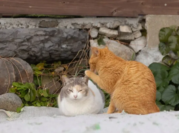 Tingkah Lucu dan Menggemaskan Pemenang Comedy Pet Photo Awards
