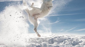 Aksi kocak seekor anjing saat sedang melawan bola salju. Everybody was Kung Fu Fighting dijepret oleh Sylvia Michel. Foto: Sylvia Michel/Comedy Pet Photo Awards 2024