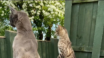 Ini bukan sepasang meerkat, tapi dua ekor kucing yang hobi mengintip tetangga. Foto ini bertajuk Nosey Neighbours karya Emma Beardsmore. Foto: Emma Beardsmore/Comedy Pet Photo Awards 2024