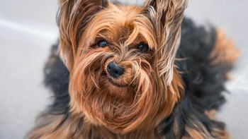 Setelah dulu ada Grumpy Cat yang jadi meme, kini ada Grumpy Dog. Foto anjing bernama Nick Barry ini diambil oleh Luiza Ribeiro. Foto: Luisa Ribeiro/Comedy Pet Photo Awards 2024