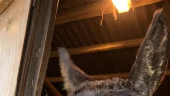Keledai bernama Benji ini bukan lagi tertawa, melainkan sedang menguap setelah setelah capek berlatih seharian. Foto bertajuk Tired Donkey hasil jepretan Charlotte Kitchen ini memenangkan kategori Junior. Foto: Charlotte Kitchen/Comedy Pet Photo Awards 2024