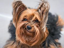 Tingkah Lucu dan Menggemaskan Pemenang Comedy Pet Photo Awards