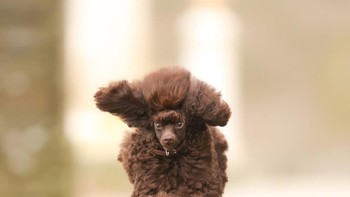 Anjing poodle ini berhasil mengalahkan gravitasi dan melayang di udara. I believe I can fly karya Julie Smith menjadi salah satu foto yang mendapat pujian dari juri. Foto: Julie Smith/Comedy Pet Photo Awards 2024