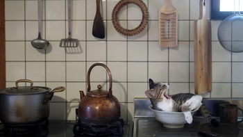 Kucing ini mungkin kelamaan menunggu makanannya sampai tertidur di dapur. Foto yang diambil Atsuyuki Ohshima ini bertajuk Kitty in the Kitchen. Foto: Atsuyuki Ohshima/Comedy Pet Photo Awards 2024