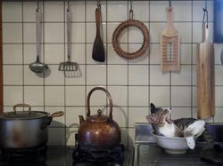 Tingkah Lucu dan Menggemaskan Pemenang Comedy Pet Photo Awards