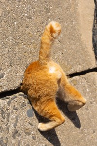 Comedy Pet Photo Awards 2024