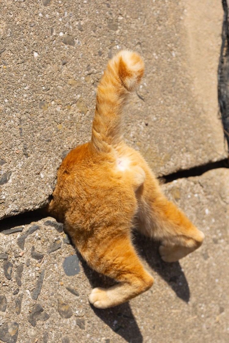 Comedy Pet Photo Awards 2024
