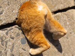 Tingkah Lucu dan Menggemaskan Pemenang Comedy Pet Photo Awards