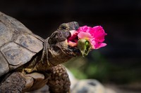 Comedy Pet Photo Awards 2024