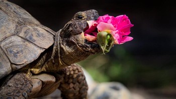 Kura-kura betina bernama Edgar sedang menikmati bunga mawar yang merupakan makanan favoritnya memenangkan kategori All Other Creatures. Foto bertajuk The New Rose ini diambil oleh Jonathan Casey. Foto: Jonathan Casey/Comedy Pet Photo Awards 2024