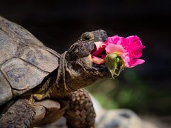 Tingkah Lucu dan Menggemaskan Pemenang Comedy Pet Photo Awards