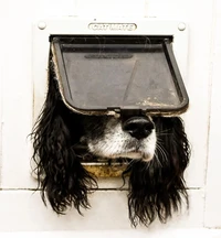 Comedy Pet Photo Awards 2024