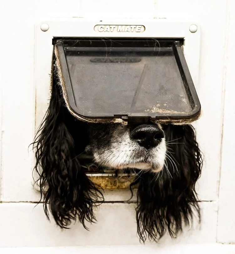 Comedy Pet Photo Awards 2024
