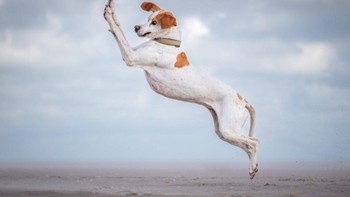 Anjing bernama Pepper yang sedang menari dengan sangat anggun. Wajar jika foto yang dijepret Vera Faupel ini diberi judul Dancing Queen. Foto: Vera Faupel/Comedy Pet Photo Awards 2024