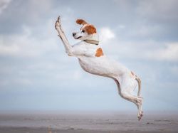 Tingkah Lucu dan Menggemaskan Pemenang Comedy Pet Photo Awards