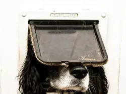 Tingkah Lucu dan Menggemaskan Pemenang Comedy Pet Photo Awards