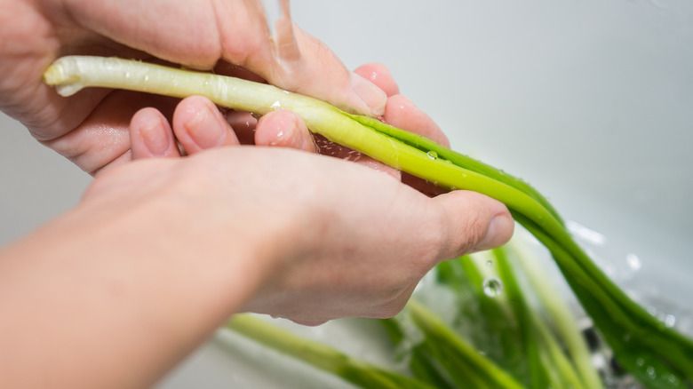 Daun bawang