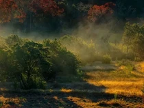 Mengenal Juniperus Ashei, Pohon Cedar yang Paling Dibenci Warga Texas