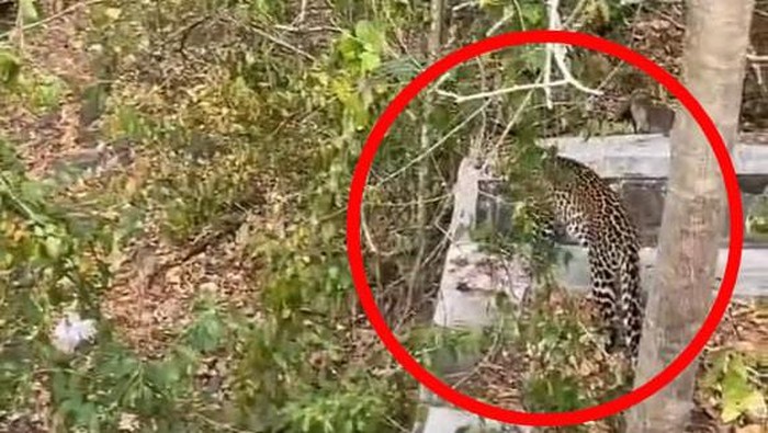 Penampakan macan tutul di TN Baluran Situbondo