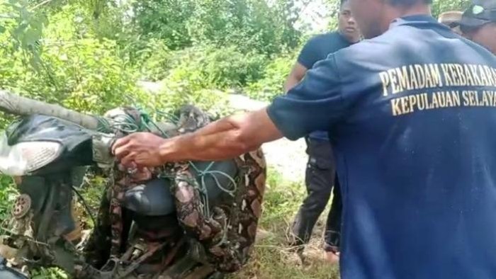Personel Damkar Selayar mengevakuasi ular piton 7 meter di kebun warga.