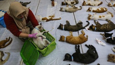 Ratusan Kucing Disterilisasi di Gelanggang Remaja Pulogadung
