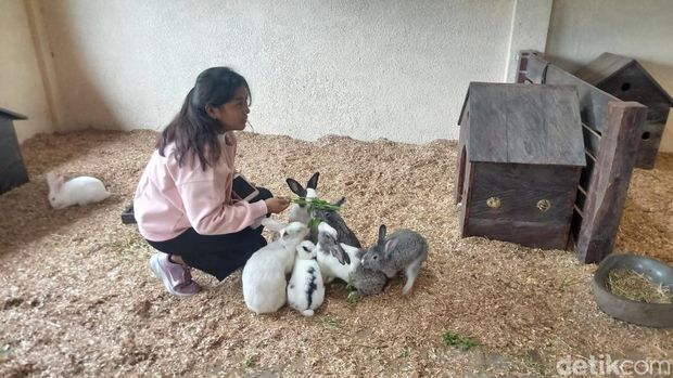 Wisatawan berinteraksi dengan satwa yang didatangkan dari luar negeri di Bali Farm House, Pancasari, Kecamatan Sukasada, Kabupaten Buleleng, Bali.
