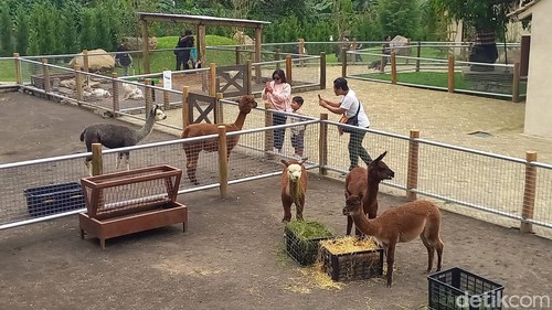 Wisatawan berinteraksi dengan satwa yang didatangkan dari luar negeri di Bali Farm House, Pancasari, Kecamatan Sukasada, Kabupaten Buleleng, Bali. (Foto: Made Wijaya Kusuma/detikBali)