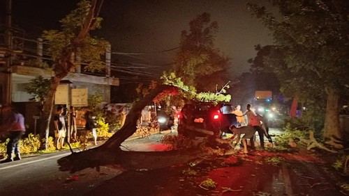 Mobil dinas Kalaksa BPBD Jembrana tertimpa pohon tumbang, Senin (8/7/2024).