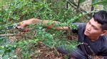 Raup Cuan dari Budi Daya Bonsai
