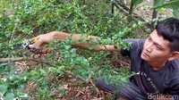Menurut Samsudin bonsai serut dan secang saat ini menjadi primadona.