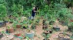 Raup Cuan dari Budi Daya Bonsai