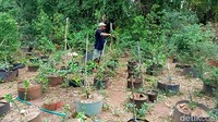 Di sela kesibukan berdagang, ia memanfaatkan lahan di sekitar rumahnya. Awalnya, satu dua bonsai, saat ini Samsudin punya 11 jenis bonsai.