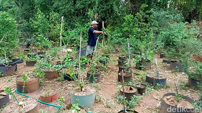 budi daya bonsai di pasuruan