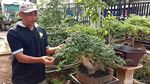 Raup Cuan dari Budi Daya Bonsai